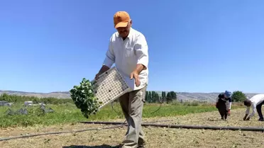Kuraklık Tarım Üretimini Tehdit Ediyor