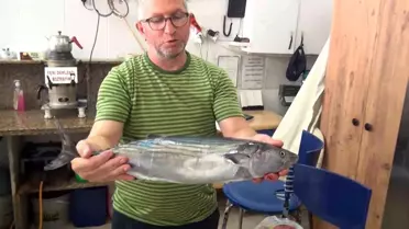 Sinop'ta Torik Balığı Yüksek Fiyatla Satışta