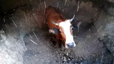 Boş Kuyudan İnek Kurtarıldı