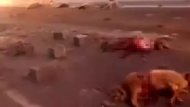 Erciş'te Koyun Sürüsüne Kamyonet Çarptı
