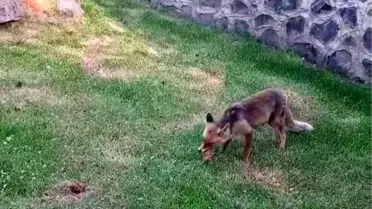 Kadınlar Piknikte Tilkiye Kadayıf Dolması İkram Etti