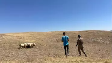 Kaybolan 26 Koyun Jandarma Tarafından Bulundu