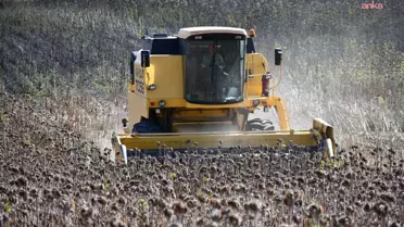 Lüleburgaz Belediyesi'nden Yağlık Ayçiçeği Hasadı