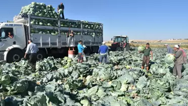 Niğde'de Lahana Hasadı Başladı