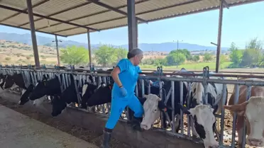 Aydın'da Şap Hastalığı Karantinası