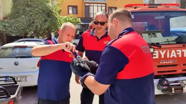 Güvercin Ağlardan Kurtarıldı