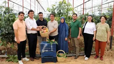 Gazipaşa'da Mango Hasadı Başladı ve Coğrafi İşaret Süreci Başlatıldı