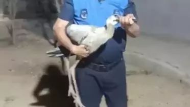 Bitkin Leylek Tedavi Altına Alındı