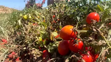 Karacabey'de Domates Ekim Alanları Daralıyor