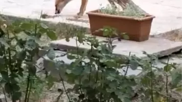 Tilkiyi Besleyen Adam