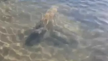 İznik Gölü'nde Tarihi Sütun Başlıkları Bulundu