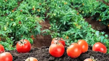 Yankı Yemek'ten Stratejik Tarımsal Yatırım