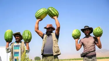 Muş'ta Karpuz Hasadı Başladı