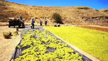 Üreticiler Üzümlerini Kurutmaya Yöneldi