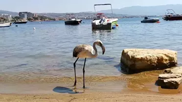 Kuşadası'nda Yavru Leylek Doğaya Salındı
