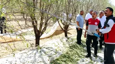 Kahta'da Badem Hasat Şenliği Coşkuyla Gerçekleşti