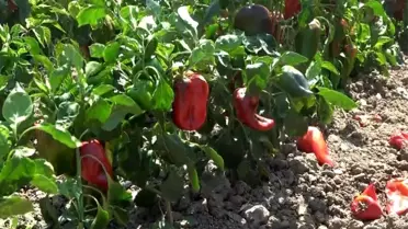 Bafra'da Kapya Biber Hasadı Zorlanıyor