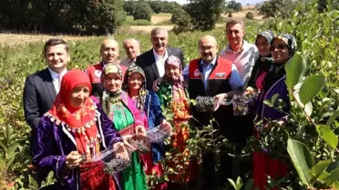 Balıkesir'de İlk Aronya Hasadı Gerçekleştirildi