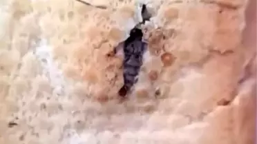 Şırnak'ta Ekmekten Böcek Çıktı