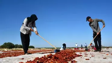 Siverek'ten Dünyaya Kuru Domates İhracatı