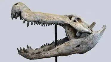 Patagonya'da Dinozorla Beslenen Timsah Fosili Bulundu