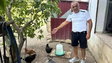 Sokak Köpekleri 70 Tavuğu Telef Etti