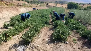 Doğanşehir'de Kadın Kooperatifinden Organik Domates Hasadı