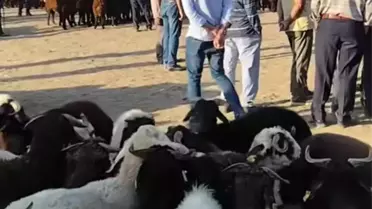 Patnos Hayvan Pazarı Yeniden Açıldı