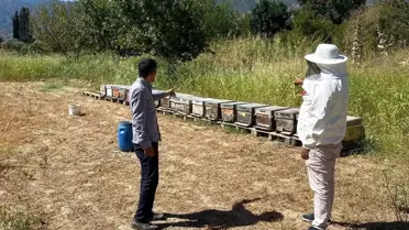 Buharkent'te Arılı Kovan Tespit Çalışmaları