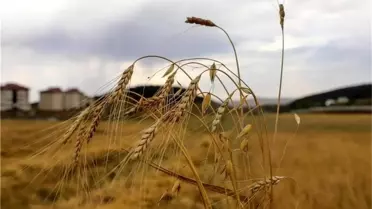 Kavılca Buğdayında Hasat Zamanı