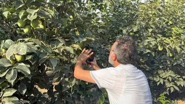 Adana'da Cennet Hurmasında Sineklere Dikkat!