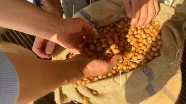 Giresun'da Fındık Fiyatları Düşük, Emanet Uyarısı