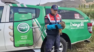 Yaralı Kartal Tedavi Ediliyor