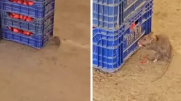 Pazar yerindeki domatesleri fareler yedi! İşte mide bulandıran görüntüler