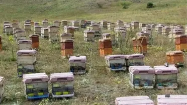 Doğu Karadeniz'de Arıcılık Krizi