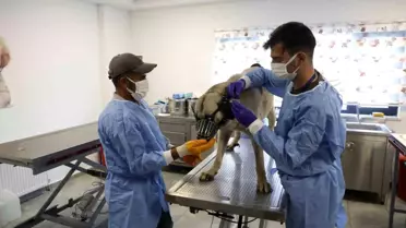 Diyarbakır Belediyesi, Sokakta Yaşayan 50 Köpeği Uyuz Tedavisine Aldı