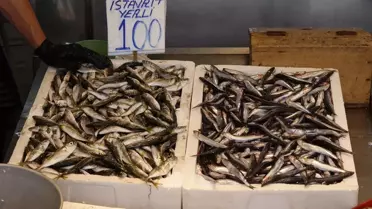 Karadeniz'de Balık Sezonu Başladı