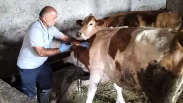 Bayburt'ta Şap Aşılama Çalışmaları Tamamlandı