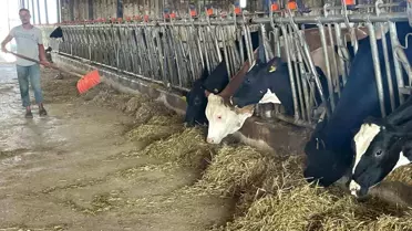 Bursalı Süt Üreticilerinden Yem Dayatmasına Destek