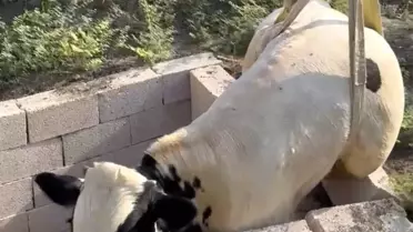 Ceyhan'da Boğa Tuvalet Kuyusundan Kurtarıldı