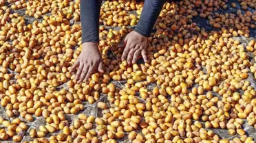 Mısır'da Hurma Hasadı Başladı