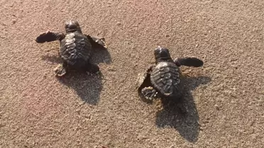 Caretta Caretta Yavruları Denize Kavuştu