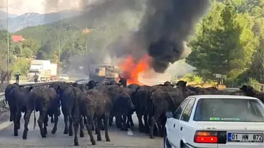 Adana'da Tır Yangınında Hayvanlar Kurtarıldı