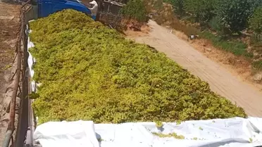 Sarıgöl'de Şaraplık Üzüm Alımları Devam Ediyor