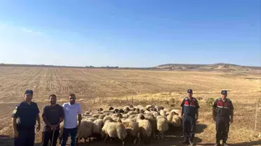 Kayıp Koyunlar Dron ile Bulundu
