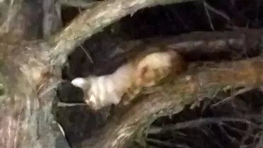 Beyşehir'de Mahsur Kalan Kedi İtfaiye Tarafından Kurtarıldı