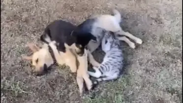 Öksüz Köpek Hayatını Kaybetti