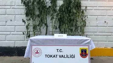 Niksar'da Kenevir Operasyonu: 1 Gözaltı