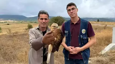 Yaralı Şahin Tedavi Altına Alındı