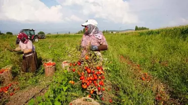 Sındırgı'da Deprem Sonrası Tarımsal Üretim Devam Ediyor